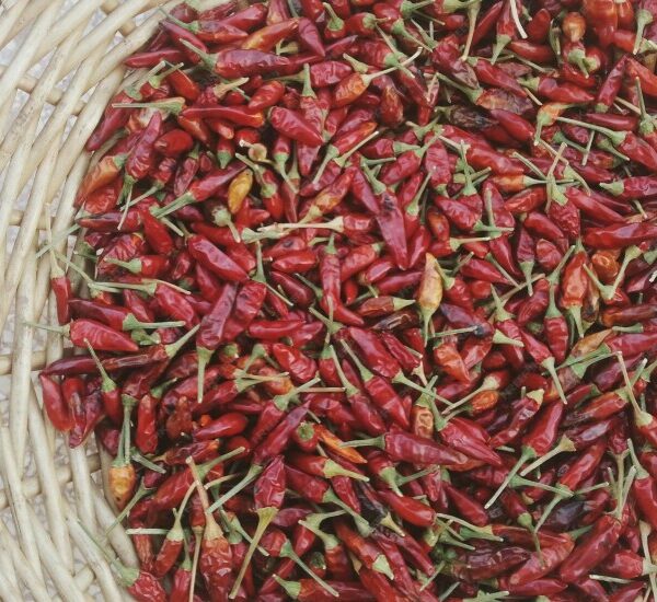 African Bird's Eye Chilli