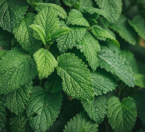 Spearmint